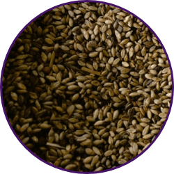 Imagem dos grãos do produto Brachiaria Brizantha cv. Xaraés MG-5